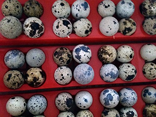 Wachtelbrüter, Brutmaschine, vollautomatisch, NEU: AKTIVE LUFTBEFEUCHTUNG