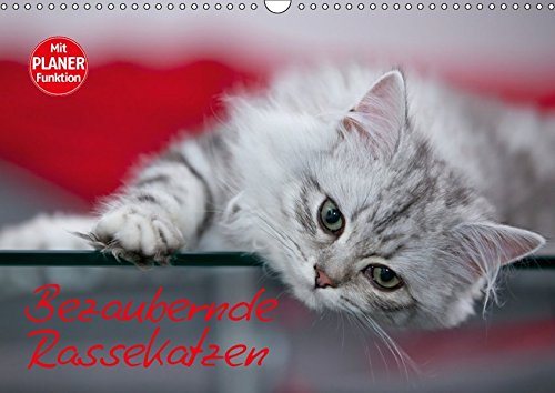 Preisvergleich Produktbild Bezaubernde Rassekatzen (Wandkalender 2018 DIN A3 quer): Wunderschöne und liebenswürdige Samtpfoten (Geburtstagskalender, 14 Seiten ) (CALVENDO Tiere) [Kalender] [Apr 01, 2017] Viola, Melanie