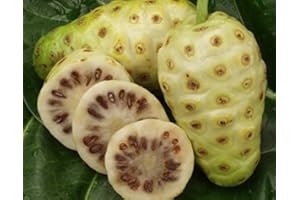 SVI 20 graines / paquet Noni Graines Delicious Seeds fruits Morinda citrifolia semences forestières 5pcs