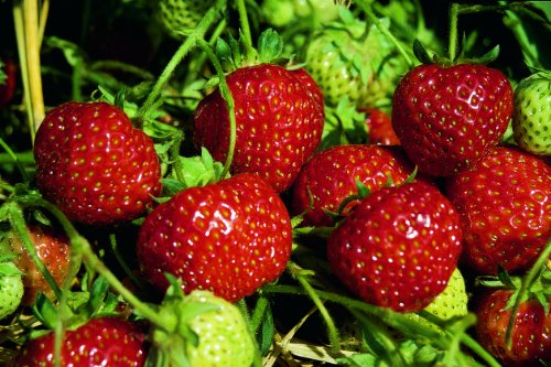 Erdbeere Senga Sengana®, im Torftopf, 20 Stück