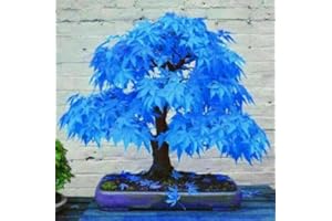 High-Q 20 Seeds Japanese Maple Tree sky blue bonsai rare plant for home Garden