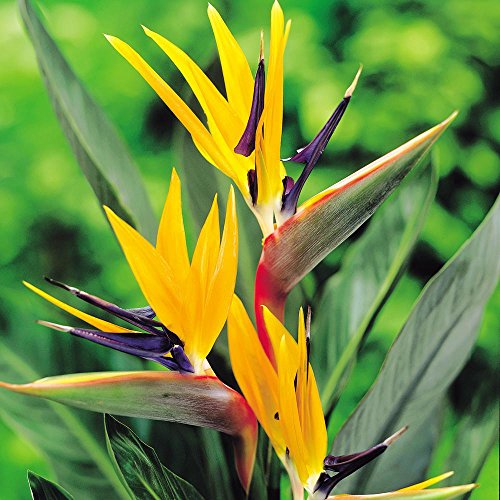 Strelitzia, Oiseau de paradis culture, entretien et variétés