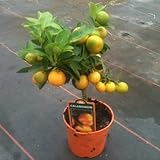 Citrus Miniature Orange Bush - Approx 25cm Tall - Full of Fruit Now - Great Gift Idea
