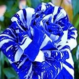 20 herrliche Rose Samen der Gartenblumen, seltene Farbe,...