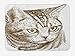 Produktbild SJuczi Cat Bath Mat, Portrait of a Kitty Domestic Animal Hipster Best Company Fluffy Pet Graphic Art, Plush Bathroom Decor Mat with Non Slip Backing,Chocolate White 19.7x31.5 in