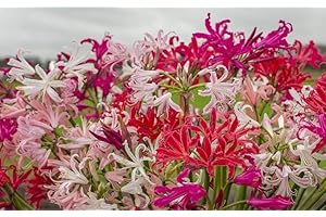 FLORA IMPORT 20 X Nerine Mix - Nerine miste - Bulbi Di Alta Qualita (20)