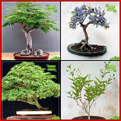 BloomGreen Co. Best Price Combo Flower Bonsai Suitable: Blue Jacaranda, Gulmohar, Monkey Pod, Parijat Bonsai SuitableTerrace Gardening