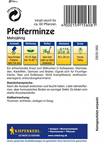 Pfefferminze mehrjährig - 2