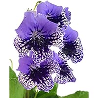 Fangblatt - Streptocarpus blau/dunkelblau- afrikanisches Veilchen – Drehfrucht mit zarten Blüten – eine duftende und…