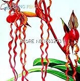 GEOPONICS GRAINES -2016 New Sementes Promotion! Ventilateurs Graines 20 Pcs Lunaria Jardin Rare annua Home ing Bonsai