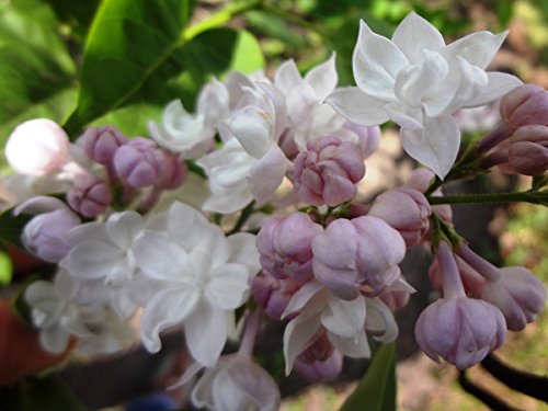 Flieder, Edelflieder Schöne von Moskau ® – Kräftige Pflanze im 3,5 lt.-Topf, 40-60 cm - 8