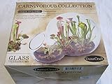 Semillas dunecraft carnÃ­vora collection terrarios de cristal