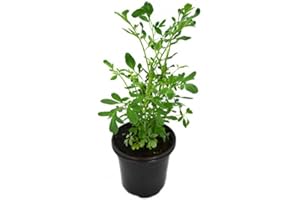 NATURGARDEN Ruda Planta Natural Pequeña En Maceta - Planta Decorativa y Ornamental