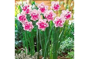 POTSEED . 100 Pcs Narcissus Plantes Fleur Jonquille pétales de Double Absorption Radiation Bricolage Jardin en Pot Plante: 2