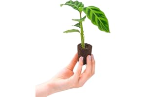 PLNTS - Baby Calathea Zebrina (Gebetspflanze) - Zimmerpflanzen, Pflanzen Echt, Nachhaltige Verpackung - 2cm Stecklinge - Höhe 15cm - Direkt von der Gärtnerei