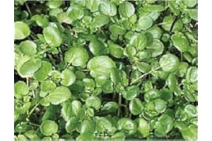 JUST SEED Salad Vegetable - Nasturtium - Watercress - 600 Seeds - Economy Pack