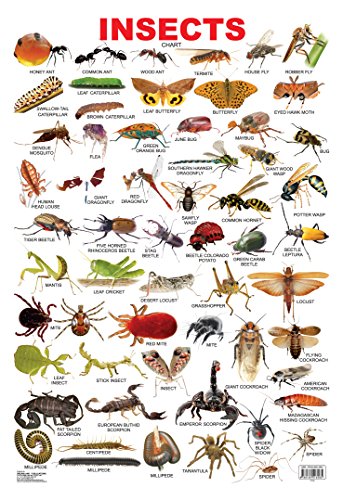 Insect (English Edition)