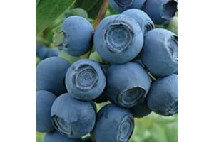 BAUMSCHULE WEDROWSKI W Myrtille Tardive Chandler 1L - Plante de Jardin, Arbres fruitiers - la Décoration Parfaite pour Votre Propriété - Pour les Débutants et les Jardiniers Professionnels