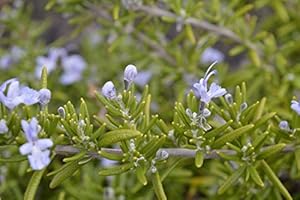GARDENEXPERT Rosmarinus officinalis prostratus 'Capri' 15cm Pot Size