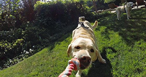 GoPro Zubehör Fetch Hundegeschirr (geeignet für HERO4/HERO3+/HERO3/HD HERO2/Original HD HERO/HERO) - 4