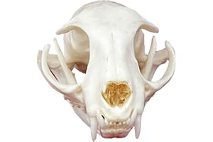 KSVMOAG Taxidermy Real Animals Skulls, Real Bones Specimen, Taxidermy Supplies for Science Education,oddities gift (Cat Skull（Approx.9cm）)