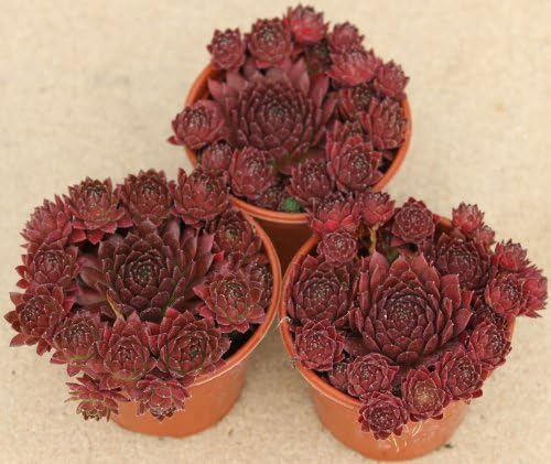 3 x Sempervivum Hens & Chicks Mother Plant In 9cm Pot Ready For Taking Cuttings