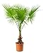 Produktbild Mächtige Washingtonia robusta Zimmerpalme Büropalme Raumluft reinigend130-150 cm.