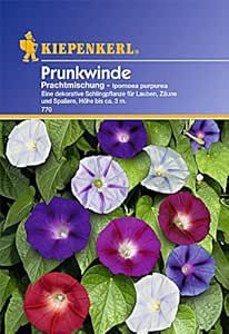 Kiepenkerl Prunkwinde, Prachtmischung