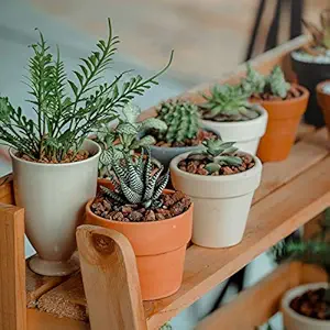 GOVINDSUDHA Cactus Plant with Plastic Pot and Pebbles for | Home Decoration | Office Decoration | Gift for All Occasion