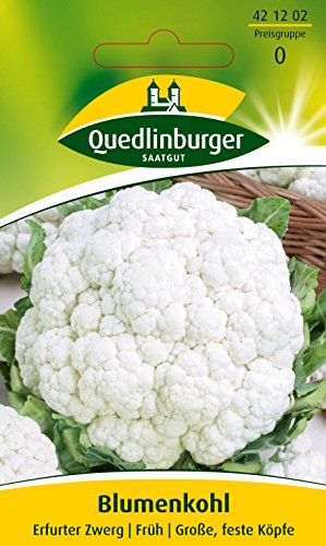 Preisvergleich Produktbild Blumenkohl Erfurter Zwerg / Früh / Große, feste Köpfe (Brassica oleracea) Standardsaatgut EG-Norm