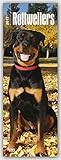 Rottweilers - Rottweiler 2017: Original BrownTrout-Kalender - Slimline [Mehrsprachig] [Kalender] (Slimline-Kalender) by 