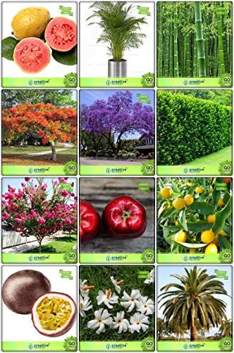 Creative Farmer All Purpose Combo Fruit & Fruit : Apple, Citrus Seeds, Passion Fruit - Violet, Butterfly Palm, Gaint Bamboo, Date Palm, Jacaranda Mimosafolia, Gulmohar, Murrayya Exotica, Pride Of India, Queen Of The Night, Guava Fruit Seeds For Home Garden