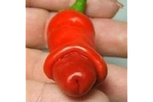 Haloppe 30 Pz Peperoncino Semi di Verdure per la Piantagione del Giardino di Casa, Peperoncino Pornografico Pene Semi di Peperoncino Speciale Pianta di Ortaggi Decorazione del Giardino Semi di pepero