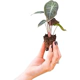 Baby Alocasia ‚Red Secret‘ Zimmerpflanze | 20 Cm Hoch, Inkl. Topf | Pfeilblatt Mit Roten Akzenten