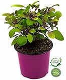 Gärtnerqualität aus der Gärtnerei Enseleit