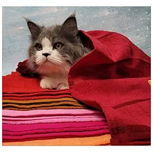 Anti Bacterial Pet Towel for Dogs and Cats / 100% Cotton/Super Soft & Durable/Small & Medium Breed Dogs and Cats 350gsm / The Penguin Shop (Large)
