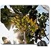 Produktbild Pistazie Baum Maus Pad, Mauspad