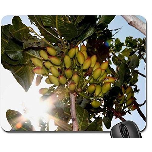 Preisvergleich Produktbild Pistazie Baum Maus Pad, Mauspad
