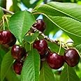 Cloud Farm Live Cherry Fruit/Black Tartarian Cherry/Sweetheart cherry 1 Healthy Live Fruit Plant CF_80