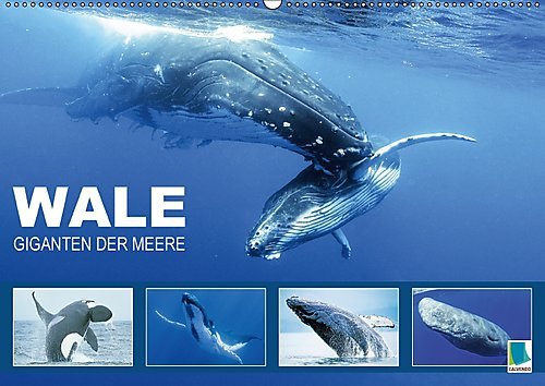 Wale: Giganten der Meere (Wandkalender 2017 DIN A2 quer): Pottwahl, Schwertwal, Buckelwal: In den Tiefen der Ozeane (Monatskalender, 14 Seiten ) (CALVENDO Tiere)
