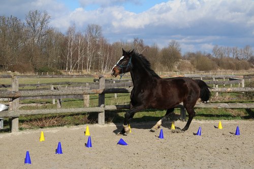 Das HAEST Reitsport Set – 10 Blaue und 10 Gelbe bruchfeste Hütchen mit Tragetasche - 2