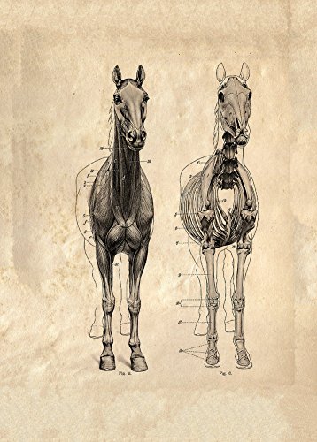 Vintage l'Anatomie du Cheval (Unnamed pour étudier) 250 g/m² Art Carton Brillant A3 Poster Reproduction