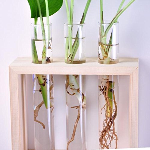 MagiDeal Kristall Reagenzglas Glas Vase In Holzständer Wand Hängen Für Blumen Pflanzen - 8