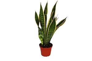 Exotenherz - Sansevieria trifasciata - Bogenhanf 12cm Topf
