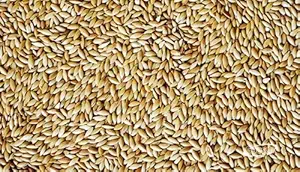 Bird Store Imported Canary Seeds 4kg