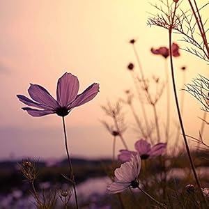 Zen Nature 2016: Kalender 2016 (Mindful Editions)