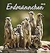 Erdmännchen Postkartenkalender - Kalender 2019 by 