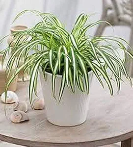 Creative Farmer Live Plant Indoor Spider (Chlorophytum) Easy Care (1 Healthy Live Fruit Plant)