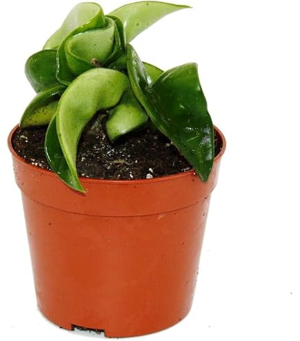 zimmerpflanzen pfeilwurz Maranta Leuconeura Lemon Lime