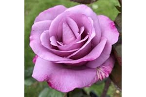 PRIMROSE Plant Theory My Lovely Dad Rose Bush Pink Flowering Roses Floribunda Rose 4L Pot